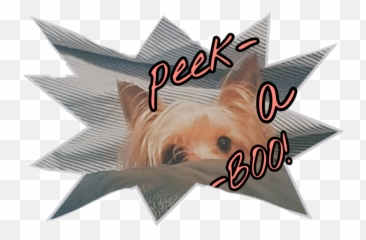 doggo yorkie peekaboo - Sticker by Corrie Companion Dog Emoji