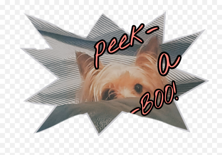 Doggo Yorkie Peekaboo - Sticker By Corrie Companion Dog Emoji,Peekaboo Emoji