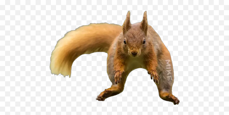 Animales Graciosos Stickers For Whatsapp - Red Squirrel Emoji,Squirrel Emoji