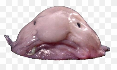 Blob Fish - Shapeless Animal Emoji,Blobfish Emoji