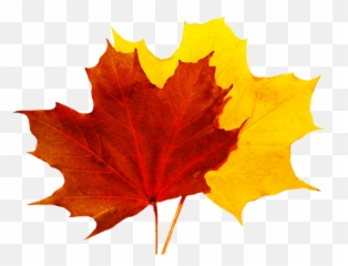 Fall Leaves Transparent Png Clipart Free Download - Fall Leaf Transparent Background Emoji,Maple Leaf Emoji