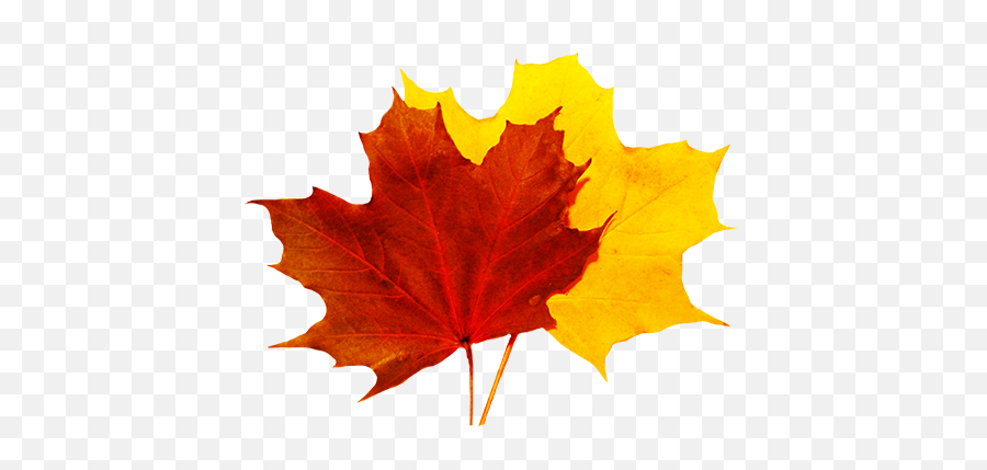 Fall Leaves Transparent Png Clipart Free Download - Fall Leaf Transparent Background Emoji,Maple Leaf Emoji