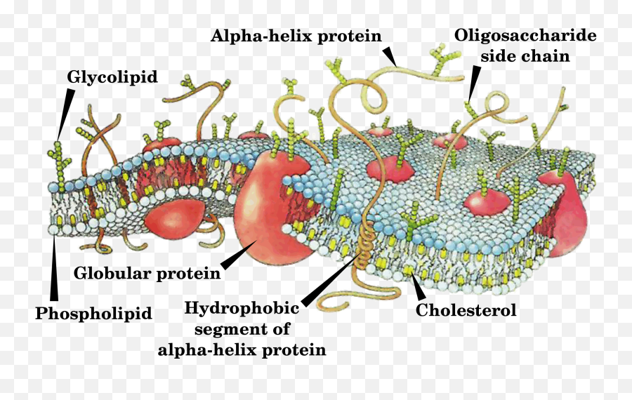 Cell Membrane - Plasma Membrane Lipids Labeled Emoji,Soap Bubble Emoji