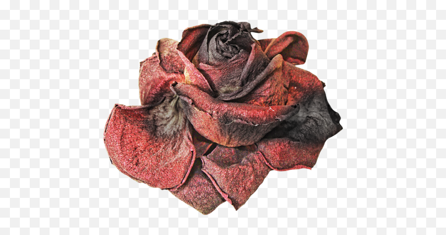 Dead Rose Png Picture - Save Me From Heartbreak Emoji,Dead Flower Emoji
