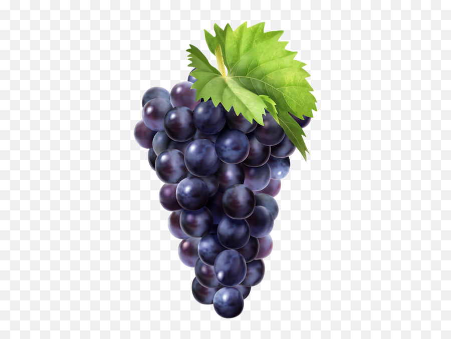 Black Grapes Png Clip Art Image - Grapes Png Emoji,Grape Emoji