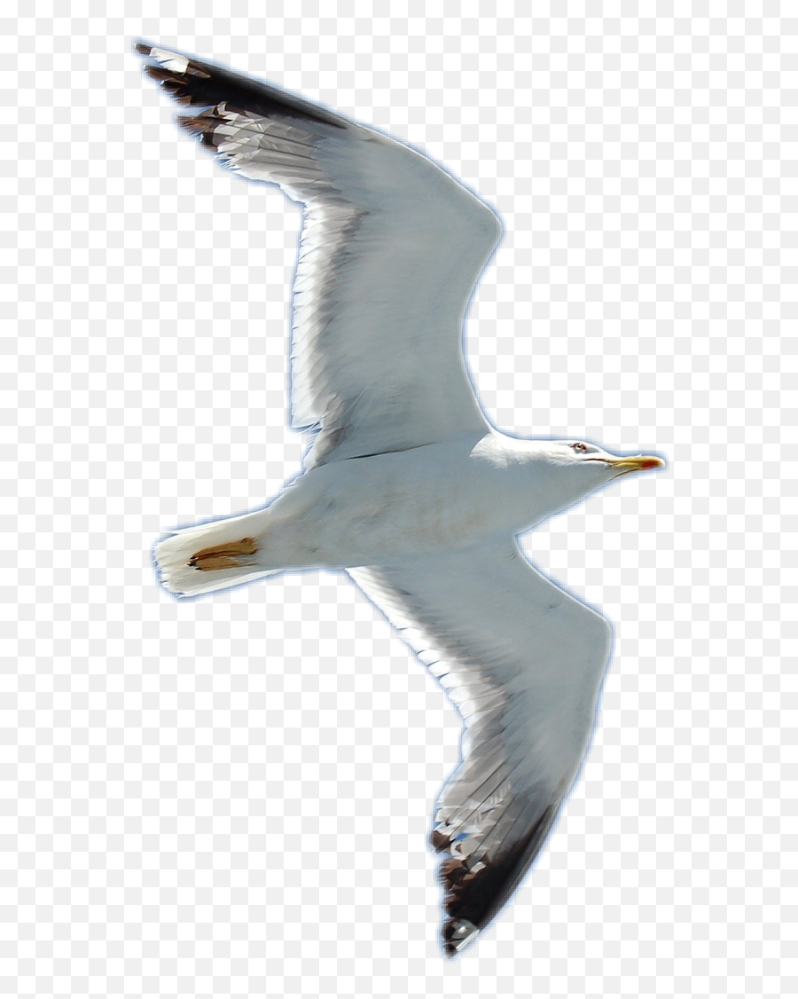 Seagull Bird - European Herring Gull Emoji,Seagull Emoji