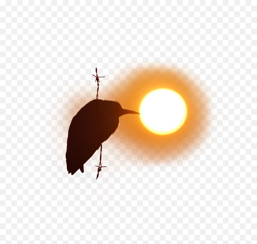 Bird Fence Sun Birdonawire Vipshoutout - Shorebird Emoji,Sun And Bird Emoji