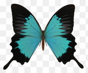 Butterfly Png Download Free Clip Art - Butterfly Wings No Background Emoji,Butterfly Emoji Android