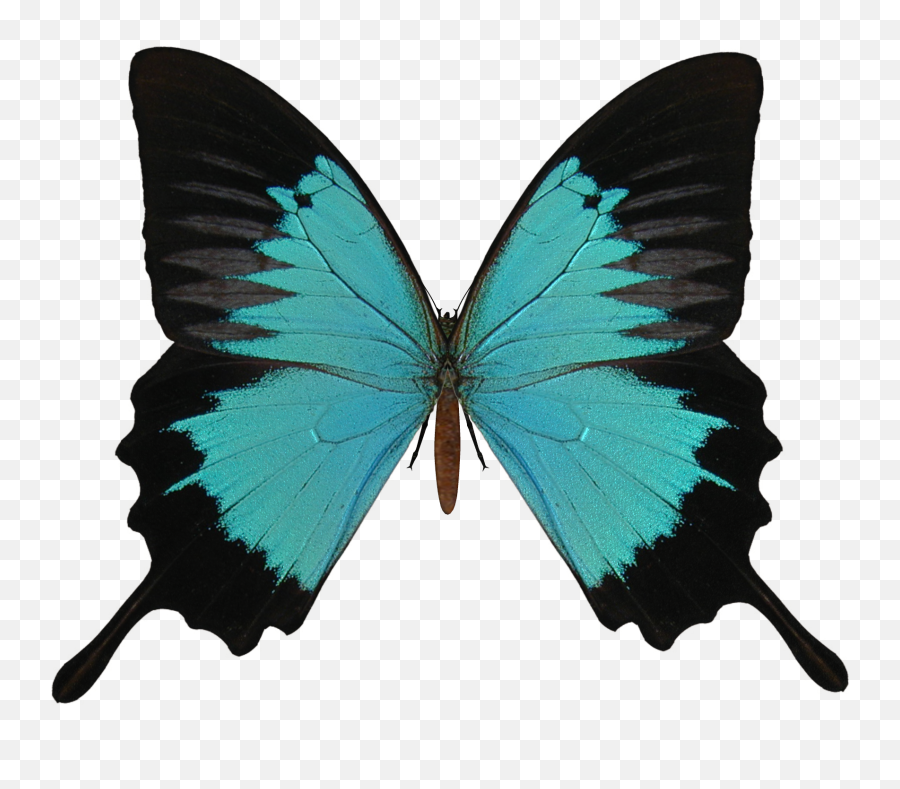 Butterfly Png Download Free Clip Art - Butterfly Wings No Background Emoji,Butterfly Emoji Android