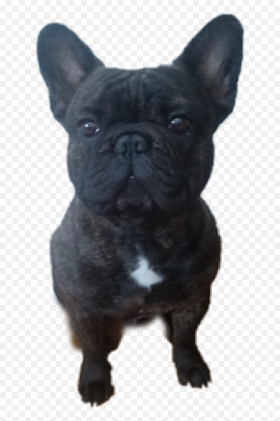 Frenchbulldog Dogcute - French Bulldog Emoji,French Bulldog Emoji
