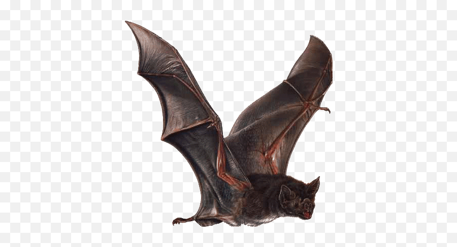 Vampire Bat - Vampire Bat Wings Emoji,Lucille Bat Emoji