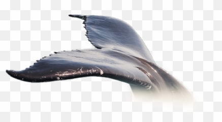 Largest Collection Of Free - Blue Whale Emoji
