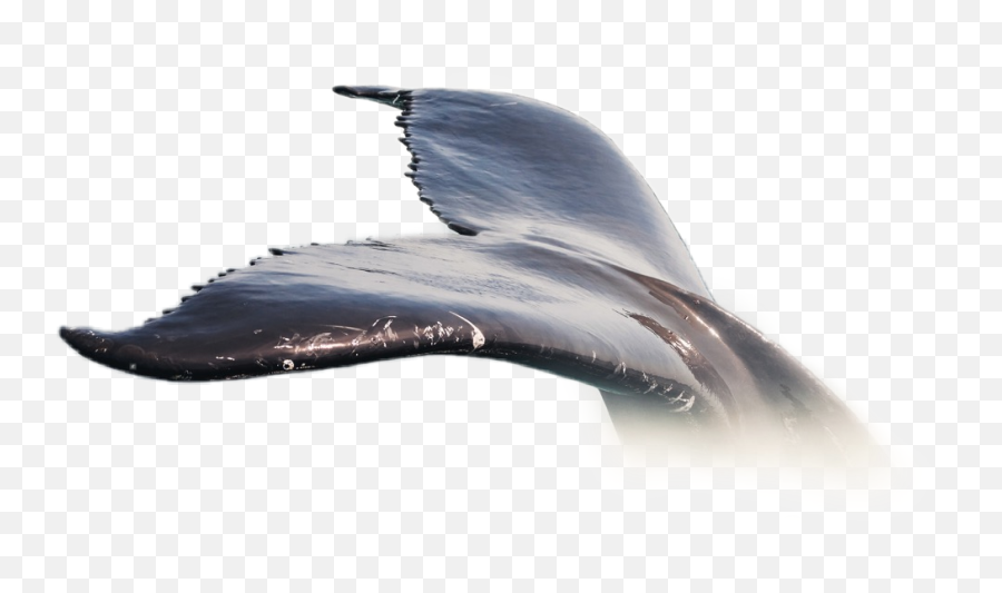 Largest Collection Of Free - Blue Whale Emoji,Emoji Free Whale