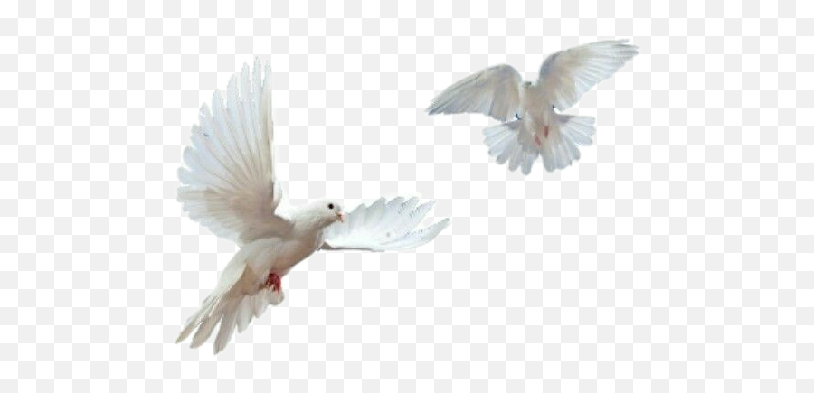The Most Edited - Transparent Doves Flying Png Emoji,Dove Emoji