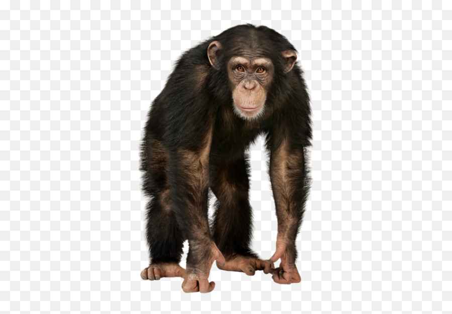 Angry Chimpanzee Monkey Picture Png Download - 29050 Monkey Png Emoji,Monkey Emoji Background