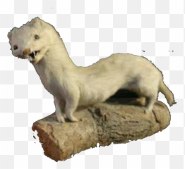 Taxiderm Stickers For Telegram - Retarded Ferret Emoji,Skunk Emoji