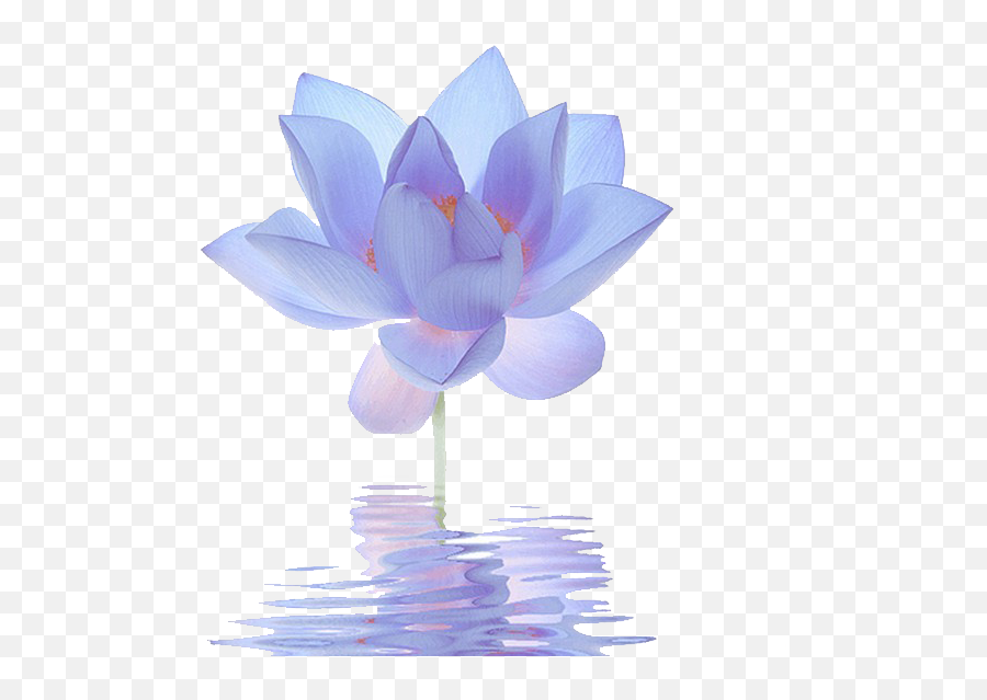 Egyptian Lotus Png U0026 Free Egyptian Lotuspng Transparent - Blue Lotus Flower Png Emoji,Egyptian Emoji