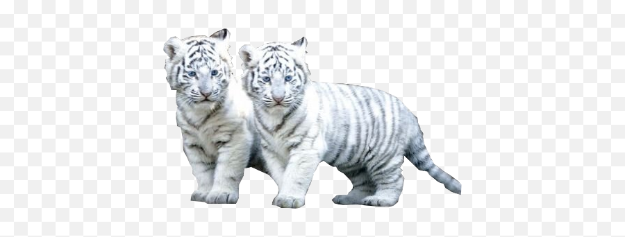 Baby White Tiger - White Tiger Cubs Emoji,White Tiger Emoji