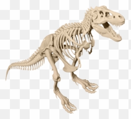 Dinosaur Transparent Background Posted By Sarah Walker - Dinosaur Bones Transparent Background Emoji,Velociraptor Emoji