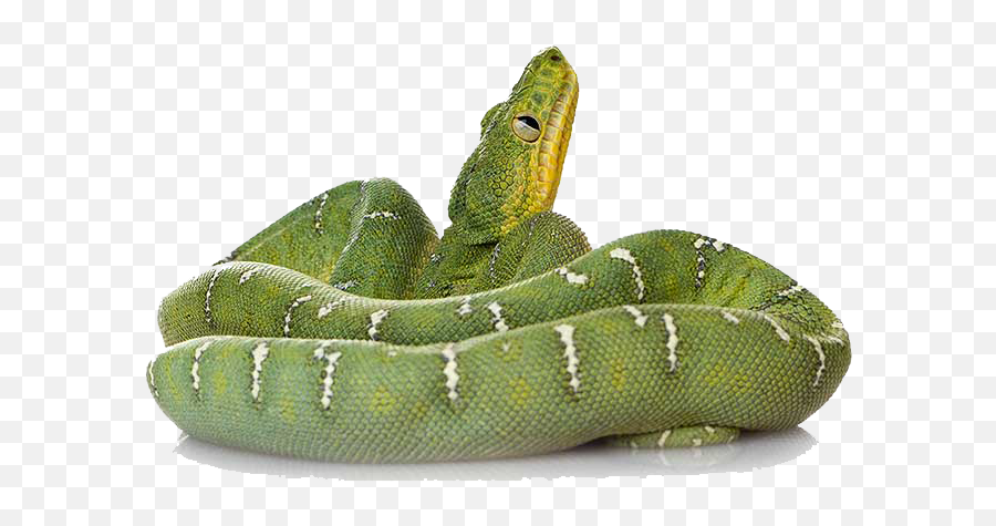 Clipart Snake Green Snake Clipart Snake Green Snake - Green Tree Python Png Emoji,Snake Emoji