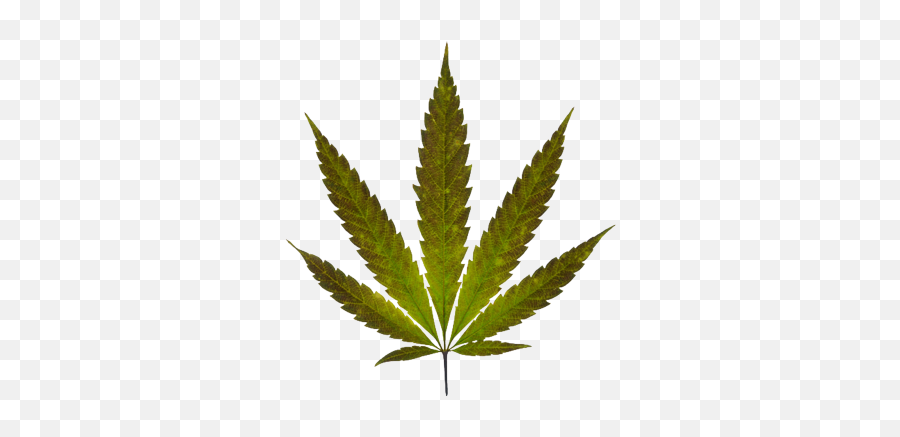 13 Weed Leaf Psd Images - Marijuana Plant Emoji,Marijuana Emoticon