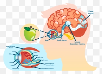 Red Eyes Triggered Transparent Background - Eye And Brain Diagram Emoji,Triggered Emoji