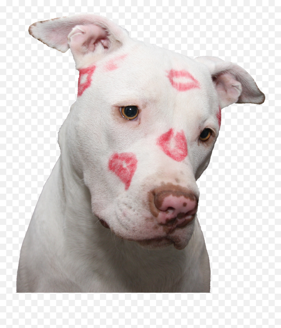Puppy Dog Love Kiss Kisses Cute Doggo - Bull Terrier Emoji,Doggo Emoji