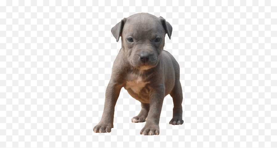 Search Results For Baby Png Hereu0027s A Great List Of Baby - Pit Bull Puppy Png Emoji,Pitbull Emoji