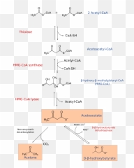Ketogenesis - Mct Oil Chemical Structure Emoji