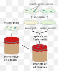Agar Plate - Diagram Of Replica Plating Emoji