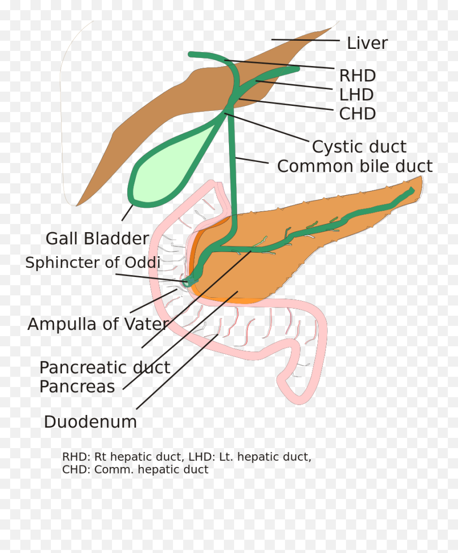 Biliary System - Choledochal Cyst Types Emoji,Liver Emoji