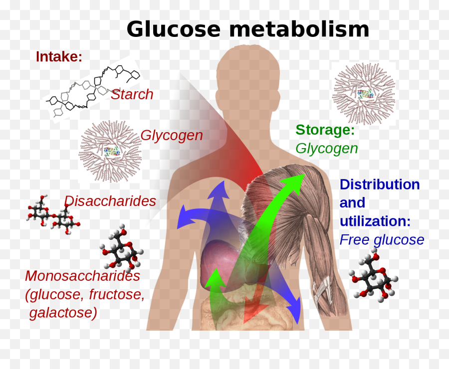 Glucose Metabolism - Glucose In Body Emoji,Kissing Heart Emoji