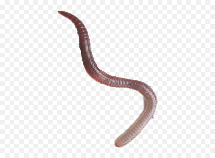 Earthworm Worm - Sticker By Taliafera Earthworm Emoji,Worm Emoji