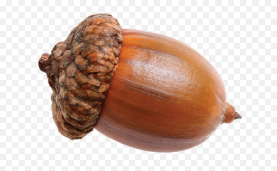 Nut Acorns Sticker - Transparent Acorn Png Emoji,Hazelnut Emoji