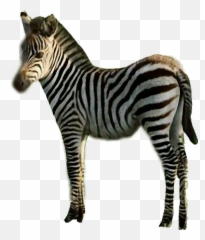 Sticker Zebra Stripes Black U0026 White Animal Freetoedit - Quagga Emoji,Zebra Emoji