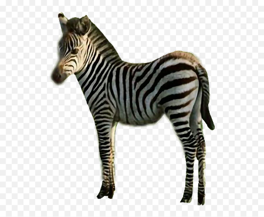 Sticker Zebra Stripes Black U0026 White Animal Freetoedit - Quagga Emoji,Zebra Emoji