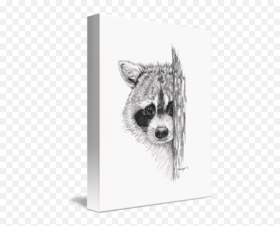 Drawing Raccoon Tree Transparent Png - Raccoon Pencil Drawing Emoji,Raccoon Emoji Copy And Paste