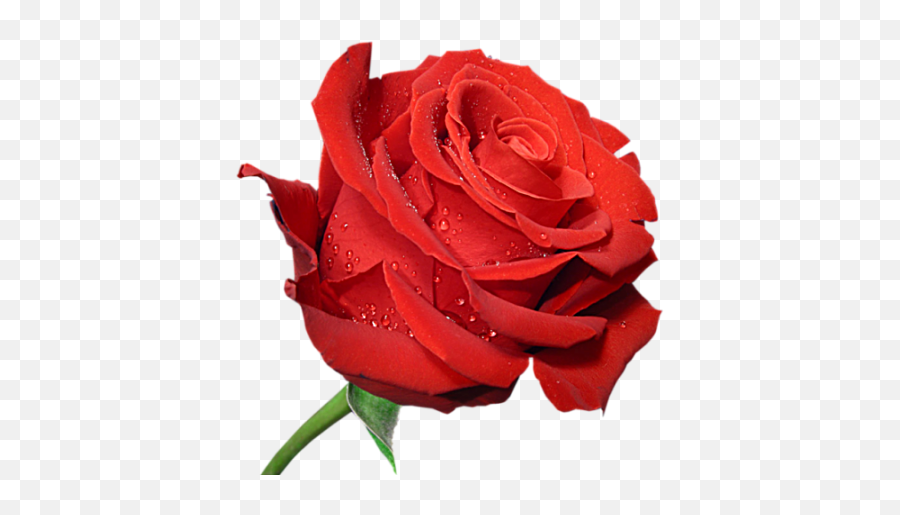 Rose Image Free Download On Clipartmag - Large Size Images Of Roses Emoji,Boquet Emoji