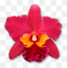 Free Png Images U0026 Free Vectors Graphics Psd Files - Dlpngcom Christmas Orchid Emoji,Orchid Emoji