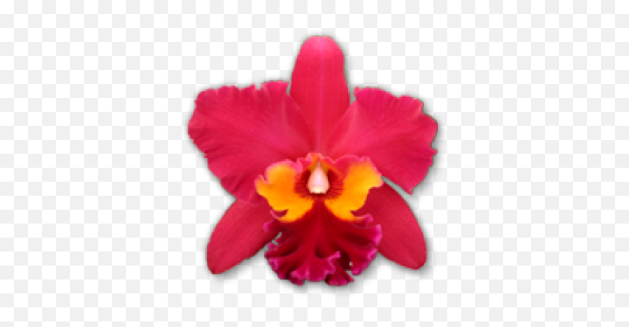 Free Png Images U0026 Free Vectors Graphics Psd Files - Dlpngcom Christmas Orchid Emoji,Orchid Emoji