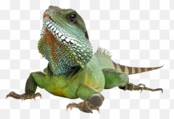 Iguana Lizard Lizards Reptile Reptiles - Iguana Transparent Background Emoji,Iguana Emoji