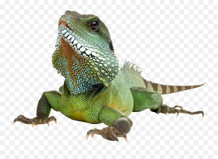 Iguana Lizard Lizards Reptile Reptiles - Iguana Transparent Background Emoji,Iguana Emoji