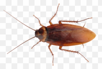 Cockroach - Cockroach Emoji,Cockroach Emoji