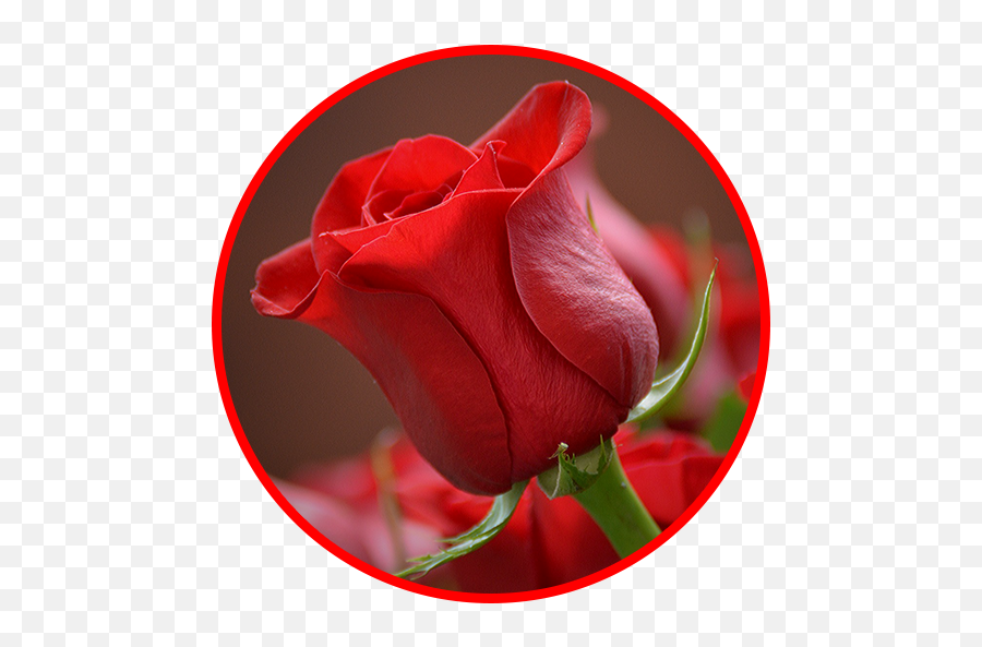 Flowers And Roses Animated Images Gif - Beautiful Good Morning Sunday Emoji,Rose Emojis