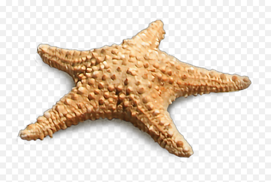 Starfish Estreladomar Freetoedit - Portable Network Graphics Emoji,Starfish Emoji