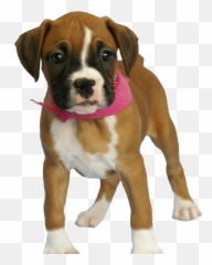 Dog Puppy - Boxer Baby Emoji