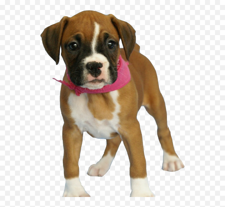 Dog Puppy - Boxer Dog Baby Emoji,Boxer Dog Emoji