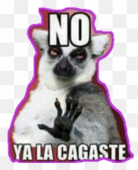 4 Stickers For Whatsapp - We Re All Mad Here Not Emoji,Meerkat Emoji