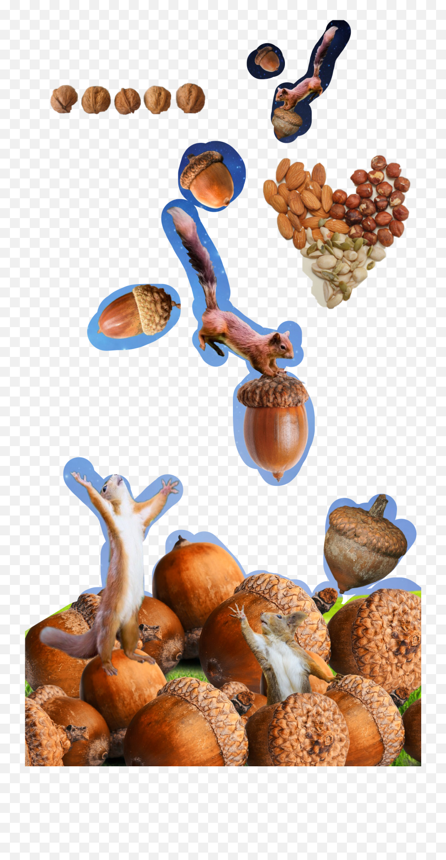 Food Nuts Meme Nut Squirrel Sticker - Chestnut Emoji,Hazelnut Emoji