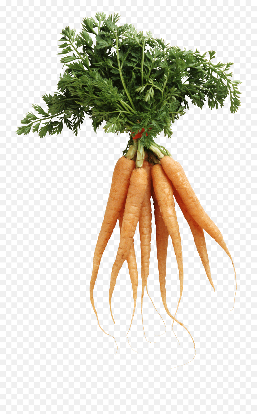 Download Free Carrot Png Image Icon Favicon - Bunch Of Carrots Png Emoji,Carrot Emoji